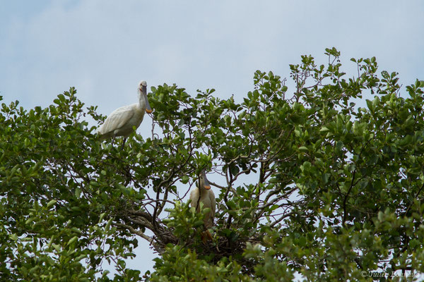 Spatule blanche — Platalea leucorodia Linnaeus, 1758, (couple) (Braud-et-Saint-Louis (33), France, le 04/07/2018)