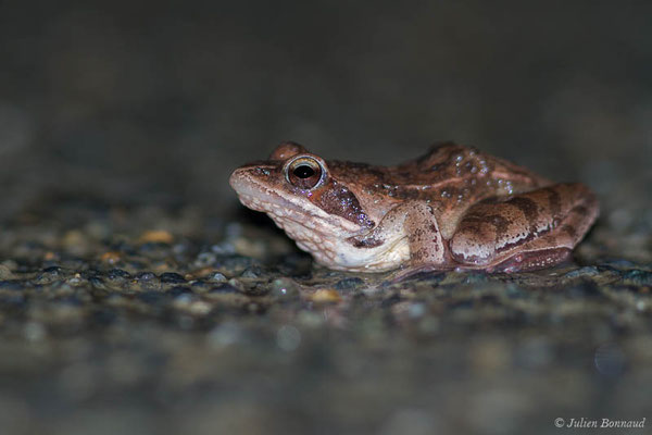 Grenouille agile — Rana dalmatina Fitzinger in Bonaparte, 1838