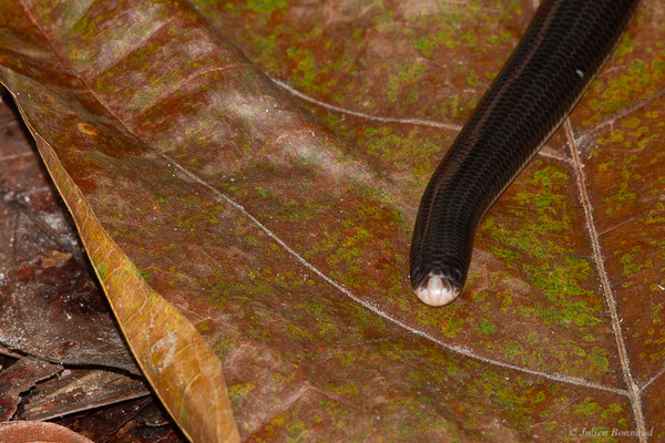 Typhlops réticulé — Amerotyphlops reticulatus (Linnaeus, 1758), (Montsinéry, Guyane, le 13/04/2017)