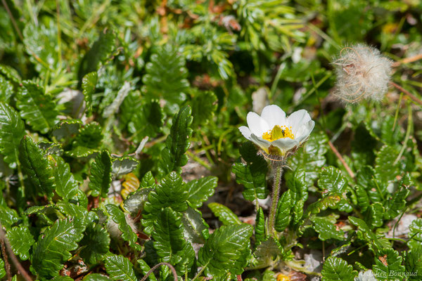 Dryade à huit pétales — Dryas octopetala L., 1753