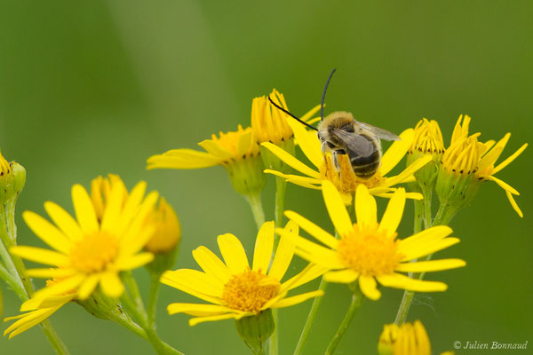 Collète lapin — Colletes cunicularius (Linnaeus, 1761), (réservoir de La Barne, Jû-Belloc (32), France, le 29/05/2018)