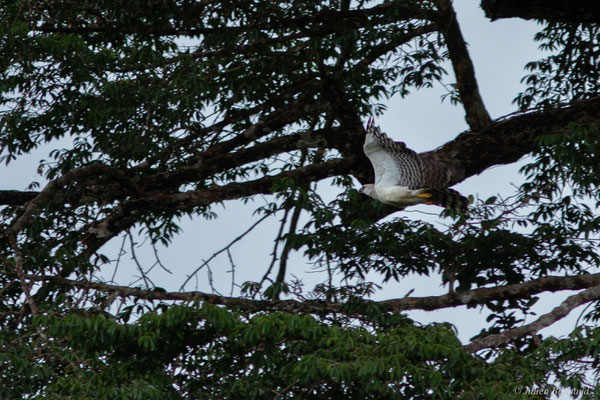 Harpie huppée — Morphnus guianensis (Daudin, 1800), (sub-adulte, forme claire) (carrière du Galion, Roura, Guyane, le 31/05/2017)