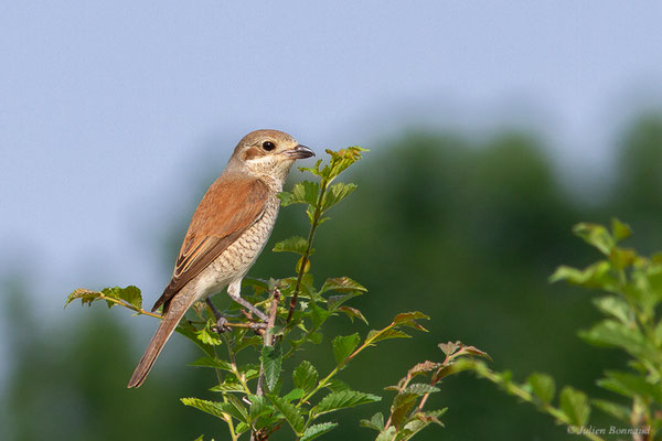 Pie-grièche écorcheur — Lanius collurio Linnaeus, 1758, (Huos (31), France, le 27/05/2024)