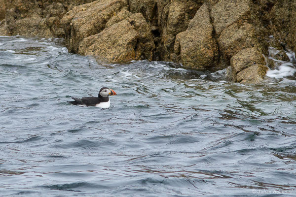 Macareux moine — Fratercula arctica (Linnaeus, 1758), (Réserve naturelle nationale des Sept-Îles, Perros-Guirec (22), France, le 05/07/2021)