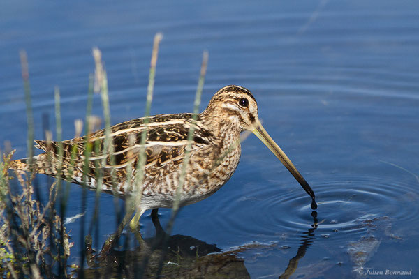 Bécassine des marais — Gallinago gallinago (Linnaeus, 1758), (Réserve ornithologique du Teich (33), France, le 18/10/2022)