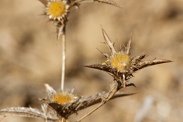 Carline à racèmes — Carlina racemosa L., (Tétouan (Tanger-Tétouan-Al Hoceïma), Maroc, le 27/09/2023)