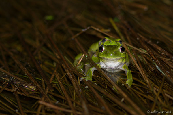 Rainette méridionale – Hyla meridionalis Böttger, 1874, (amplexus) (Mazerolles (40), France, le 14/05/2020)
