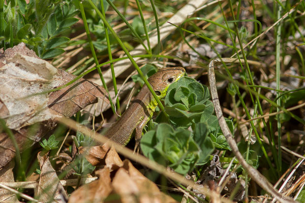 Lézard à deux raies — Lacerta bilineata (Daudin, 1802), (juvénile) (fort du Portalet, Etsaut (64), France, le 29/03/2021)