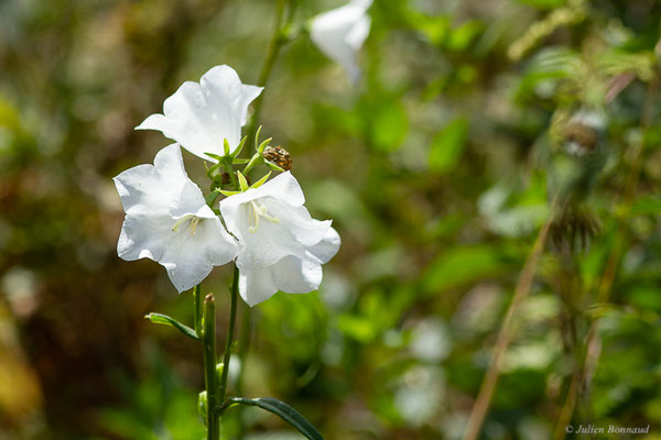 Campanule à feuilles de pêcher — Campanula persicifolia L., 1753, (Station de ski de Gourette, Eaux Bonnes (64), France, le 15/08/2022)