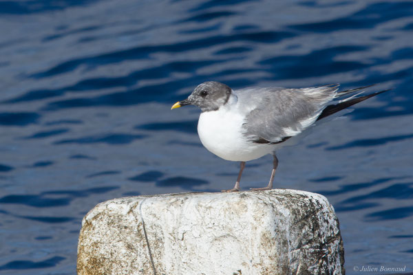 Mouette de Sabine — Xema sabini (Sabine, 1819)