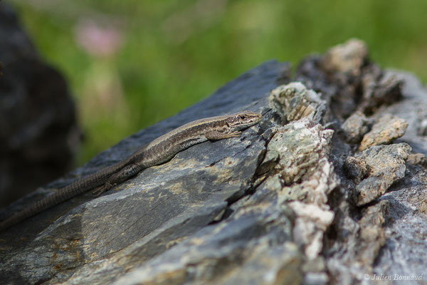 Lézard de Bonnal — Iberalacerta bonnali (Lantz, 1927), (Station de ski de Gourette, Eaux Bonnes (65), France, le 29/07/2020)