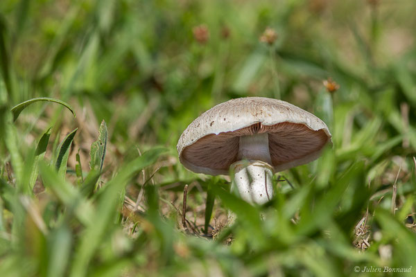 Rosé des prés ou Agaric champêtre ou Psalliote champêtre (Agaricus campestris) (Buzy (64), France, le 30/09/2020)