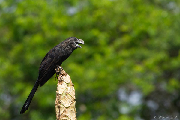 Ani à bec lisse — Crotophaga ani Linnaeus, 1758, (Village Terre Rouge, Saint-Laurent du Maroni, Guyane, le 16/09/2016)