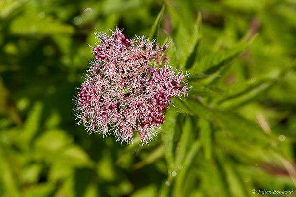 Eupatoire chanvrine — Eupatorium cannabinum L., 1753, (Buzy (64), France, le 30/09/2020)