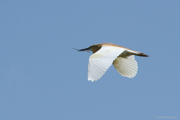 Crabier chevelu — Ardeola ralloides (Scopoli, 1769), (Parc Naturel du Delta de l'Ebre (Catalogne), Espagne, le 06/06/2022)