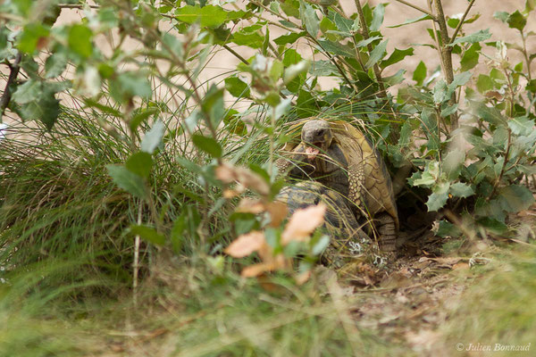 Tortue d'Hermann — Testudo hermanni (Gmelin, 1789), (Moltifao (2B), France, le 10/09/2019)