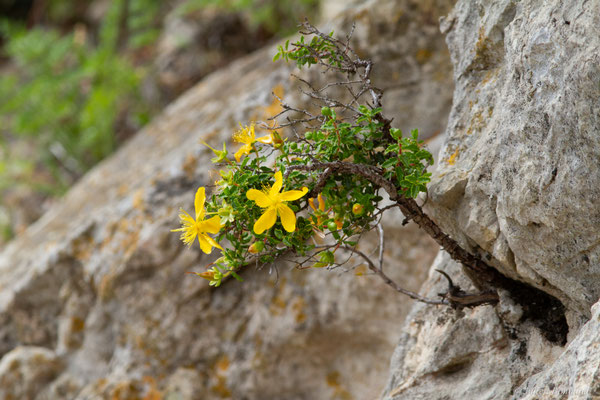 Millepertuis des Baléares — Hypericum balearicum L., 1753