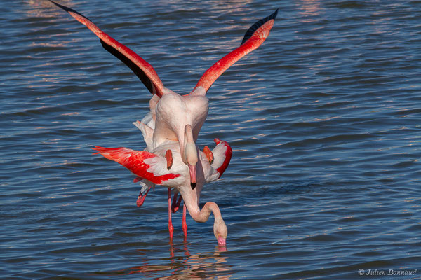 Flamant rose – Phoenicopterus roseus Pallas, 1811, (Parc ornithologique de Pont de Gau (13), France, le 20/02/2020)