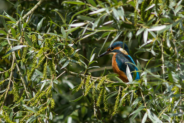 Martin-pêcheur d'Europe (Alcedo atthis) (Duhort-Bachen (40), France, le 06/06/2019)