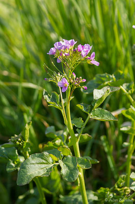 Cardamine à feuilles de radis, Cardamine à larges feuilles – Cardamine raphanifolia Pourr., 1788, (Pierrefitte-Nestalas (65), France, le 29/03/2019)