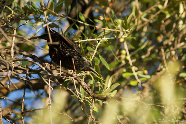 Étourneau sansonnet — Sturnus vulgaris Linnaeus, 1758, (L'Île-Rousse (2B), France, le 13/09/2019)