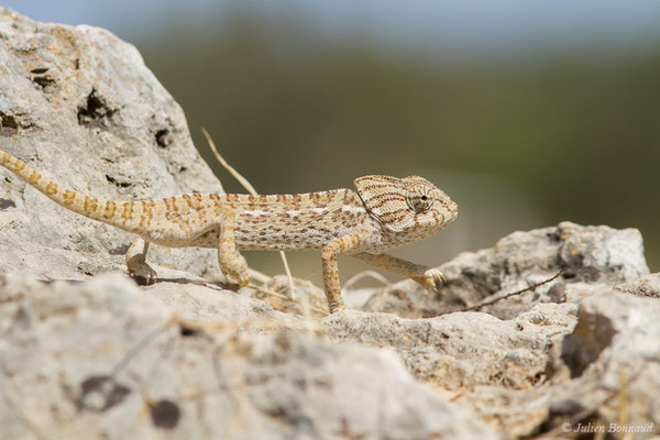 Caméléon commun — Chamaeleo chamaeleon (Linnaeus, 1758)