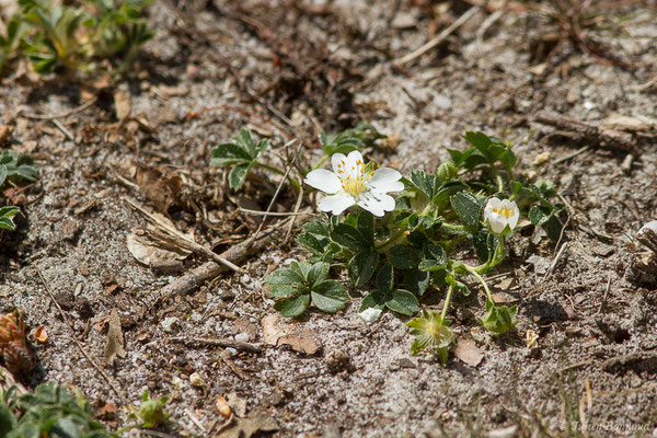 Potentille blanche — Potentilla alba L., 1753, (Azrengosse (40), France, le 08/04/2021)