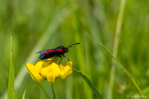 Zygène du trèfle — Zygaena trifolii (Esper, 1783), (Pihourc, Saint-Godens (31), France, le 21/05/2018)