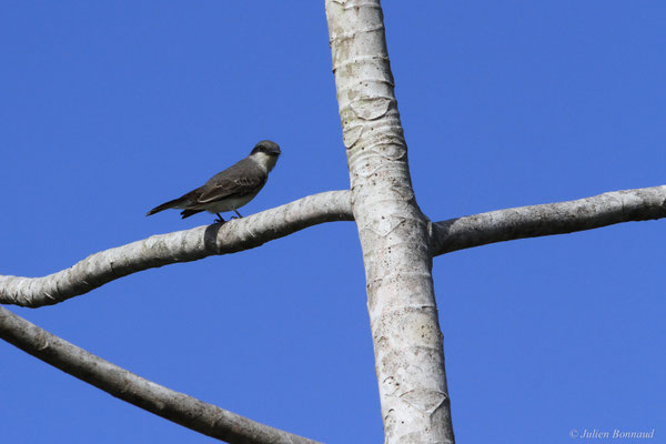 Tyran gris — Tyrannus dominicensis vorax Vieillot, 1819