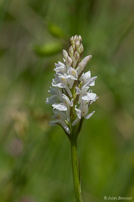 Dactylorhize tacheté — Dactylorhiza maculata (L.) Soó, 1962,