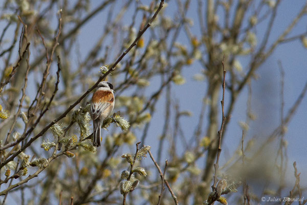 Rémiz penduline — Remiz pendulinus (Linnaeus, 1758), (Réserve ornithologique Terre d'Oiseaux, Braud-et-Saint-Louis (33), France, le 07/03/2019)
