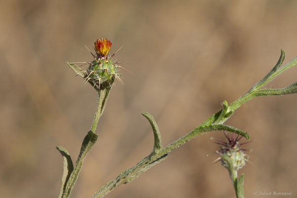 Centaurée de Malte — Centaurea melitensis L., 1753, (Tindaya, Fuerteventura, (Iles Canaries), Espagne, le 18/02/2022)