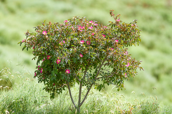 Rosier glauque — Rosa glauca Pourr., 1788, (Col de Puymorens, Porté-Puymorens (66), le 11/07/2023)