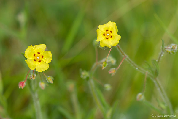 Hélianthème taché — Tuberaria guttata (L.) Fourr., 1868