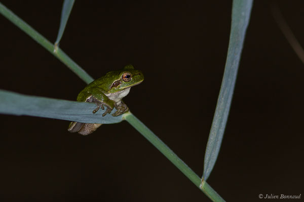 Rainette sarde – Hyla sarda (Betta, 1857), (Poticcio (2A), France, le 02/09/2019)
