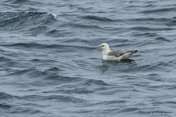Fulmar boréal – Fulmarus glacialis (Linnaeus, 1761), (Réserve naturelle nationale des Sept-Îles, Perros-Guirec (22), France, le 05/07/2021)