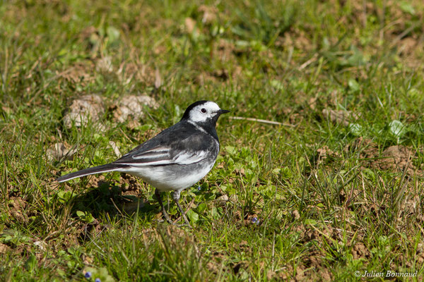Bergeronnette de Yarrell — Motacilla alba yarrellii Gould, 1837, (aire de repos Aubray ouest, A64, France, le 25/02/2018)