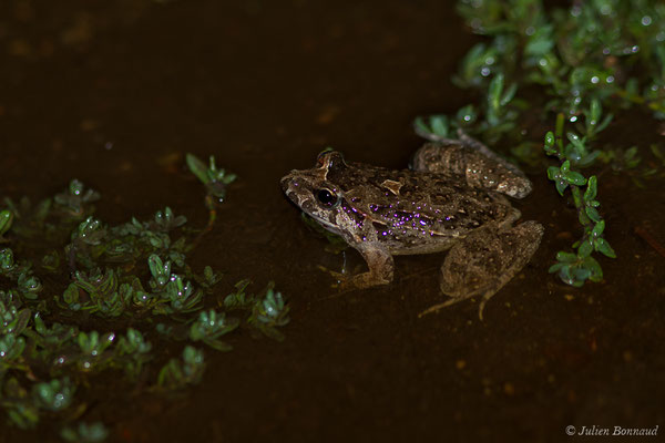 Discoglosse sarde — Discoglossus sardus Tschudi in Otth, 1837