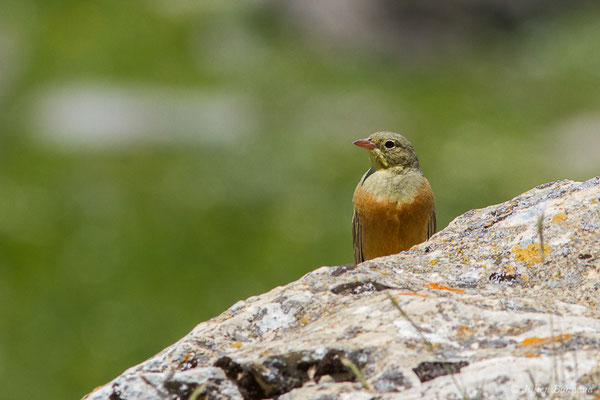 Bruant ortolan — Emberiza hortulana Linnaeus, 1758, (mâle adulte) (Col du Pourtalet, Laruns (64), France, le 22/06/2019)