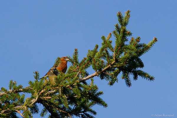 Bec-croisé des sapins — Loxia curvirostra Linnaeus, 1758, (Station de ski de La Pierre Saint-Martin, Arette, (64), France, le 05/11/2022)