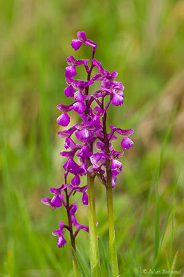 Orchis bouffon — Anacamptis morio (L.) R.M.Bateman, Pridgeon & M.W.Chase, 1997