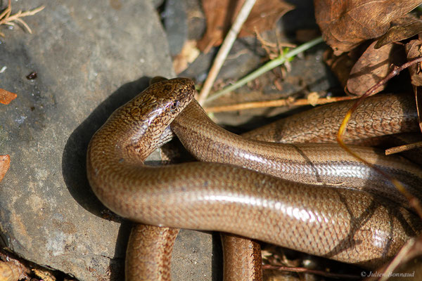 Orvet fragile — Anguis fragilis (Linnaeus, 1758), (accouplement), (Lescun (64), France, le 13/05/2024)