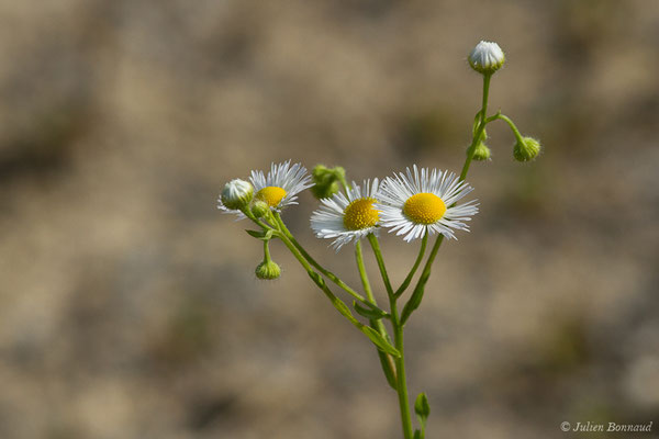 Vergerette annuelle, Érigéron annuel — Erigeron annuus (L.) Desf., 1804, (Lacq (64), France, le 25/06/2019)