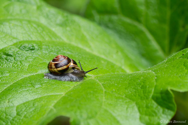 Escargot des haies — Cepaea nemoralis (Linnaeus, 1758)