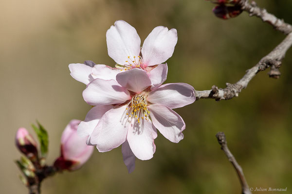 Amandier — Prunus dulcis (Mill.) D.A.Webb, 1967, (Saragosse (Aragon), Espagne, le 07/02/2022)