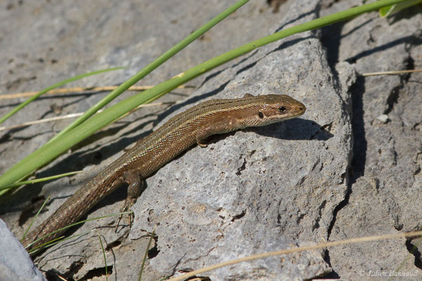 Lézard vivipare de Lantz — Zootoca vivipara louislantzi (Arribas, 2009)