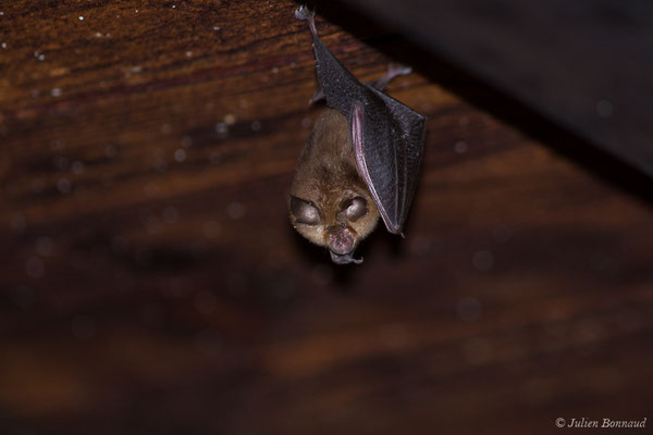 Petit rhinolophe — Rhinolophus hipposideros (Borkhausen, 1797)