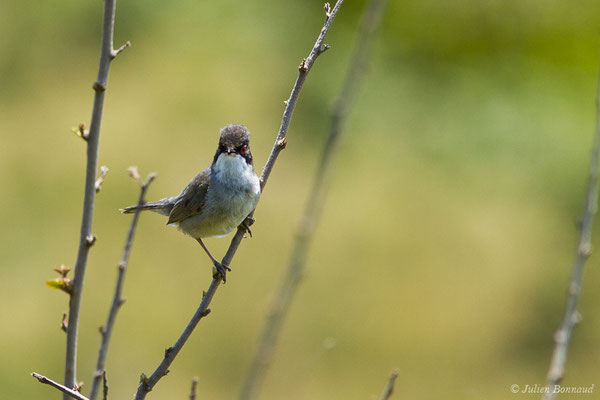 Fauvette mélanocéphale — Sylvia melanocephala (Gmelin, JF, 1789), (mâle adulte) (Bidart (64), France, le 22/05/2019)