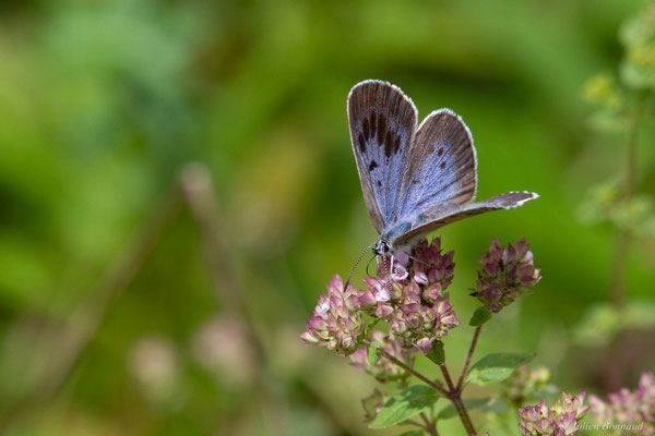 Azuré du serpolet — Phengaris arion (Linnaeus, 1758)