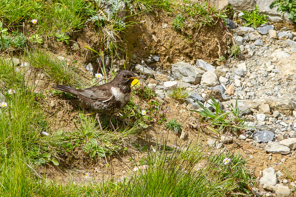 Merle à plastron — Turdus torquatus Linnaeus, 1758, (Station de ski de La Pierre Saint-Martin, Arette (64), France, le 06/07/2023)